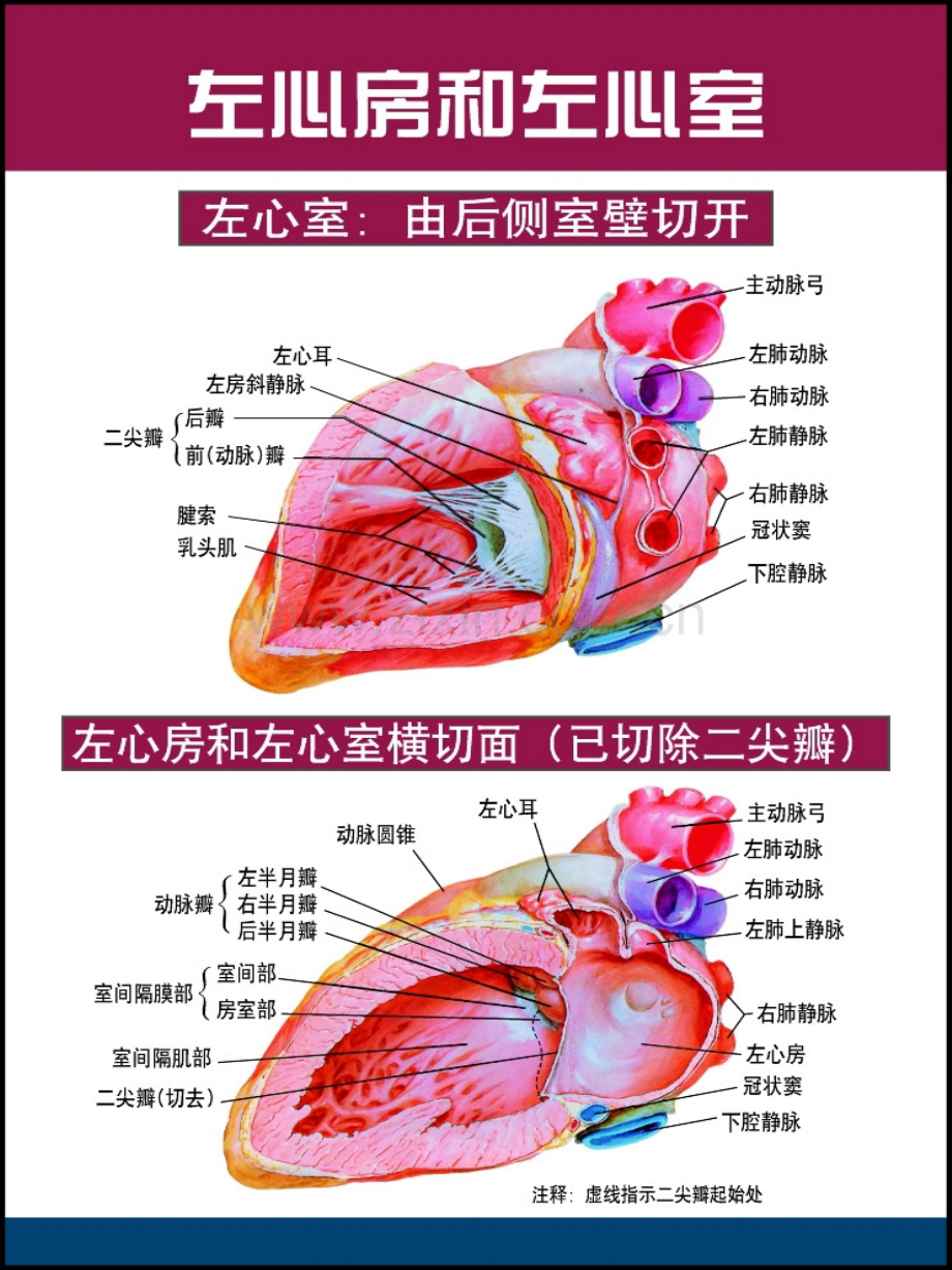 精美心脏解剖.pptx_第1页