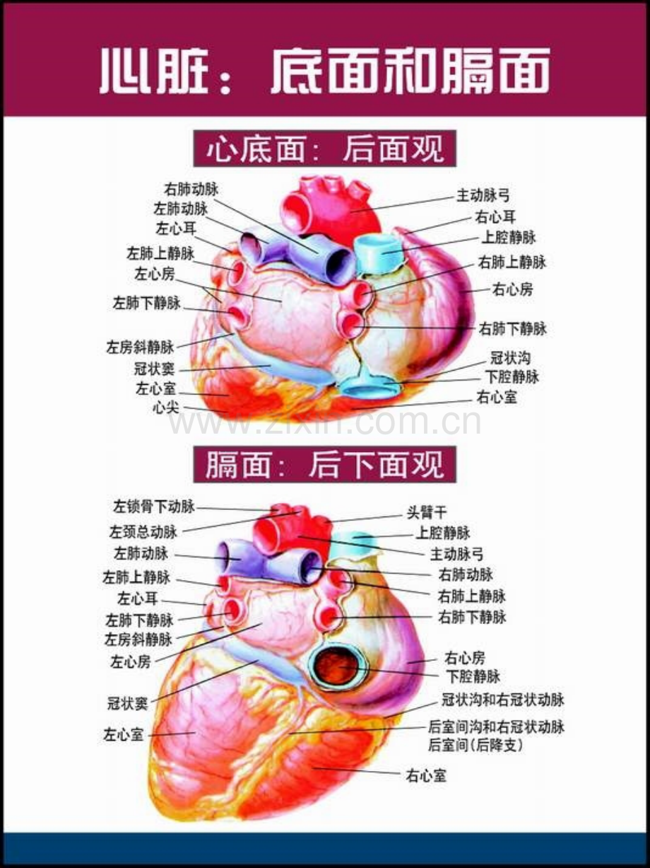 精美心脏解剖.pptx_第2页