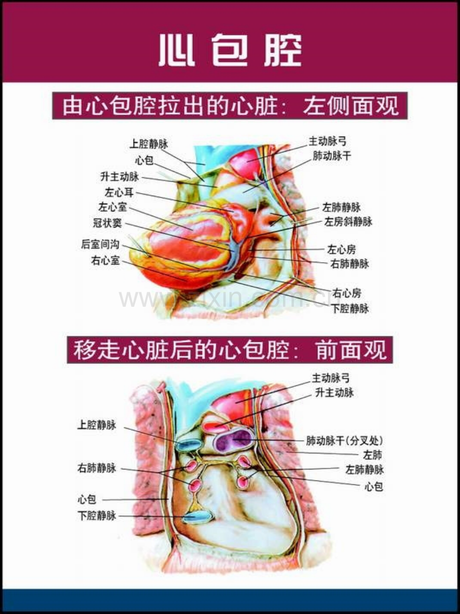 精美心脏解剖.pptx_第3页