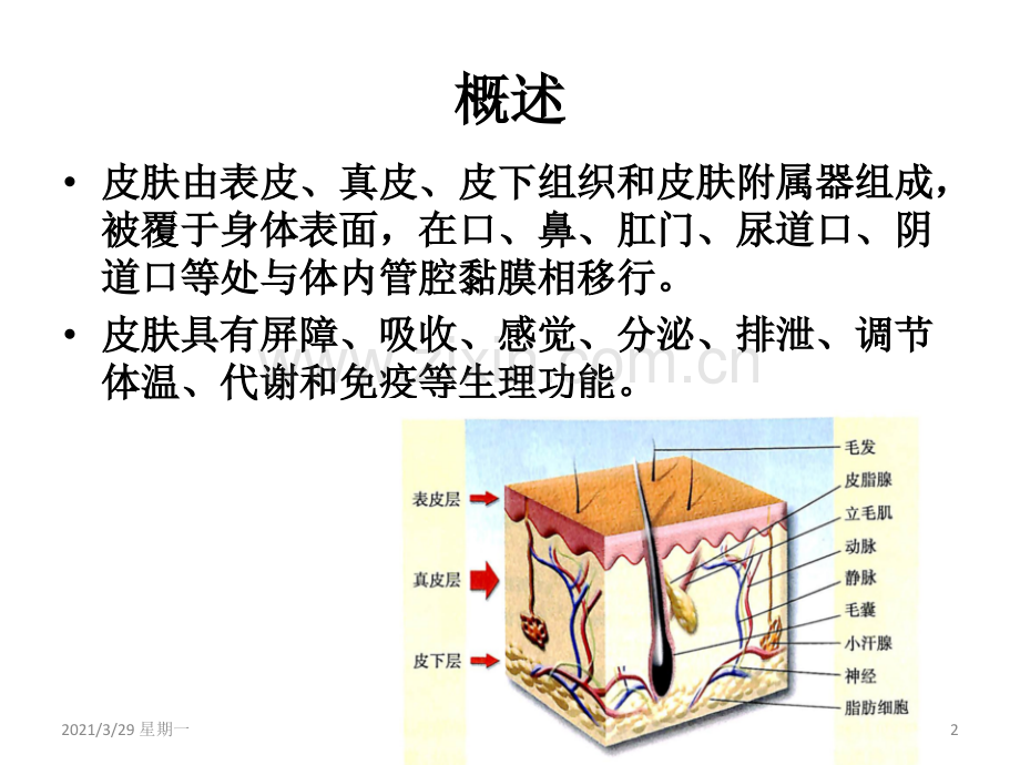 皮肤病的总论.ppt_第2页