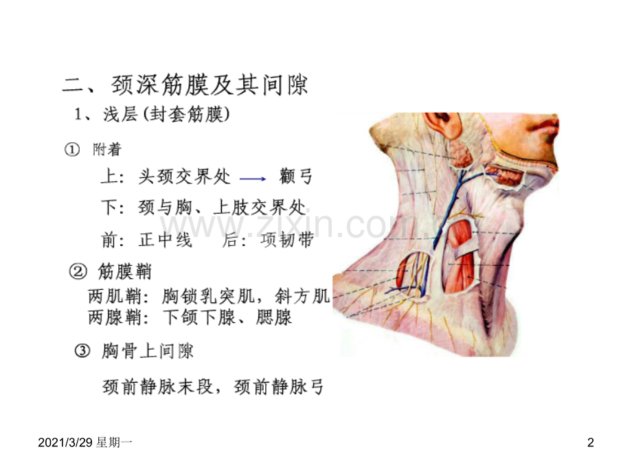 耳鼻喉：颈部脓肿.ppt_第2页