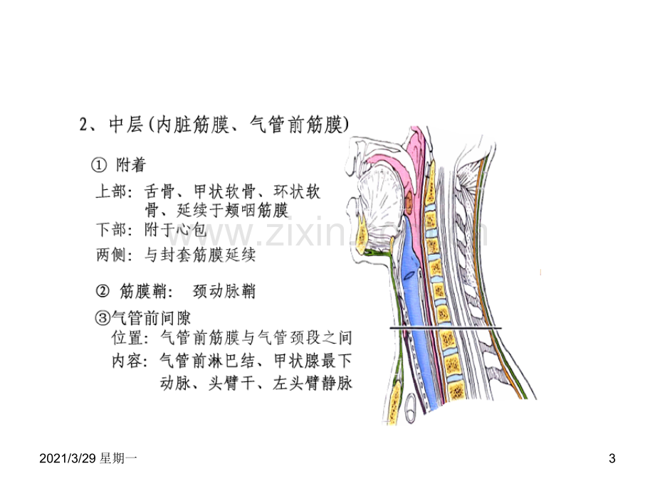 耳鼻喉：颈部脓肿.ppt_第3页