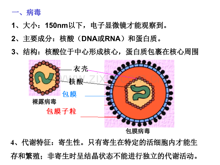 显微镜下的微生物.pptx_第1页