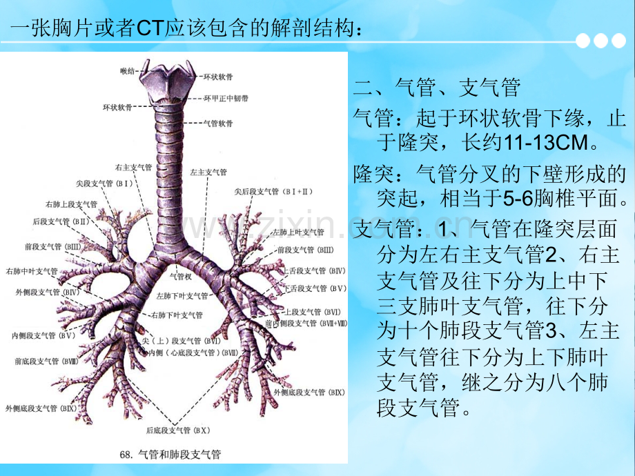 胸片及胸部CT的阅读内容及肺段定位.ppt_第3页