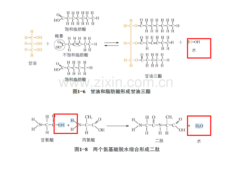 高中生物课本图片.ppt_第2页