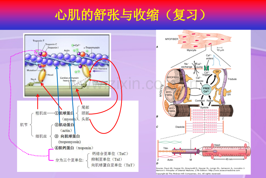 心衰的发病机制.pptx_第3页