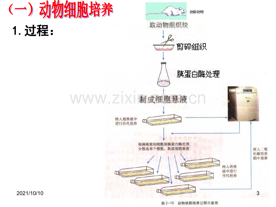 高中生物选修3(人教版)动物细胞工程课件.ppt_第3页