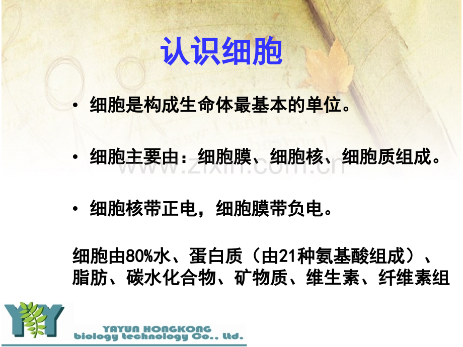 皮肤生理学及皮肤问题.ppt_第2页