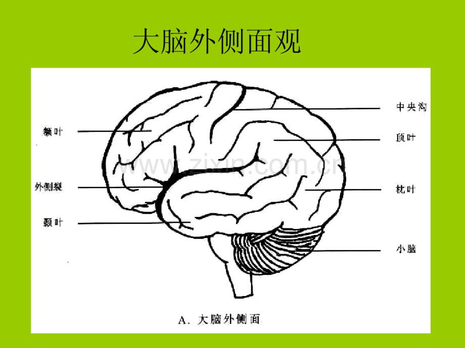 颅脑解剖.pdf_第3页