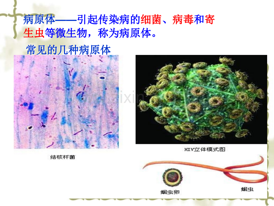 传染病及其预防.ppt_第3页