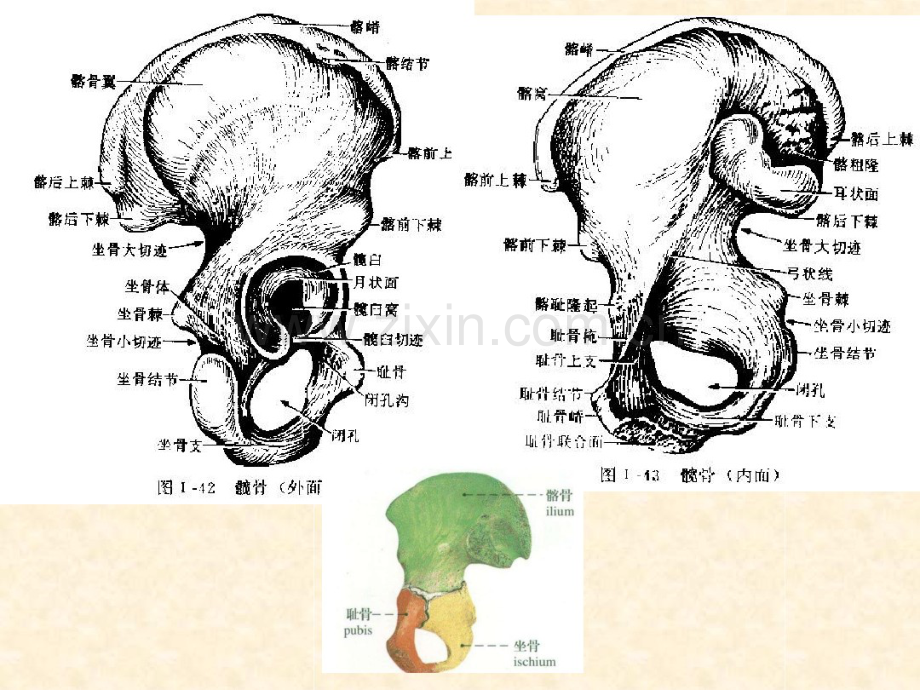 骨盆重要性课件-(2).pdf_第3页