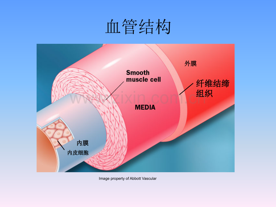 脑血管解剖PPT.ppt_第3页