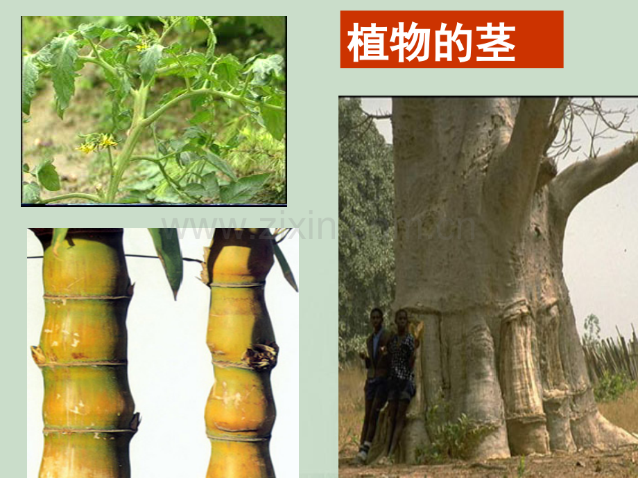 植物学第四章茎.ppt_第1页