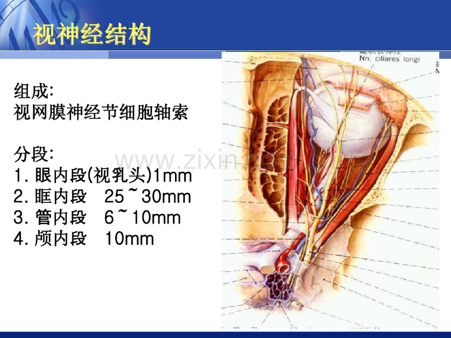 视神经疾病-(2).pdf_第2页