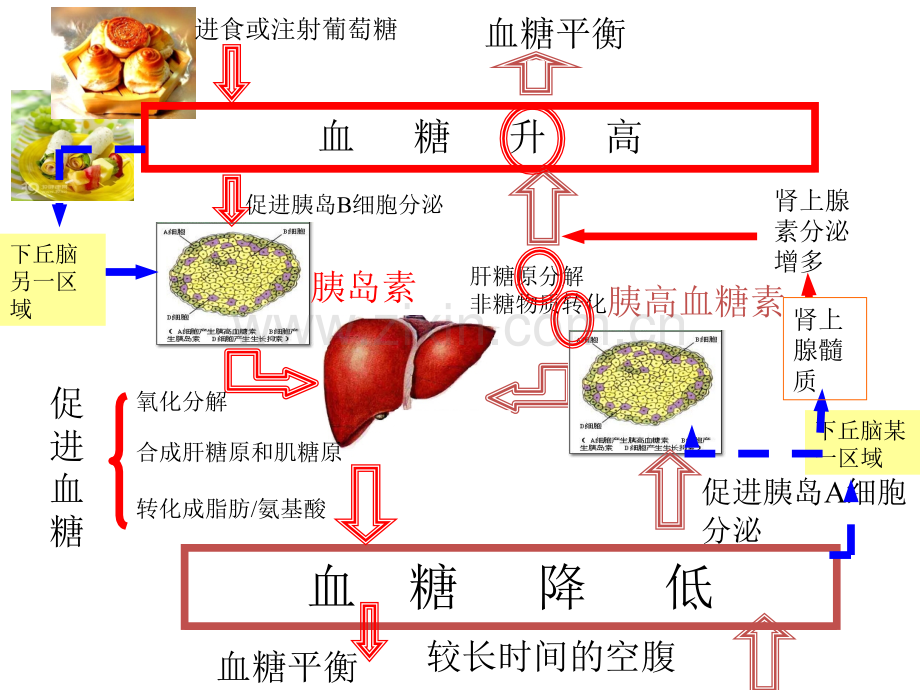 儿童糖尿病培训.ppt_第2页