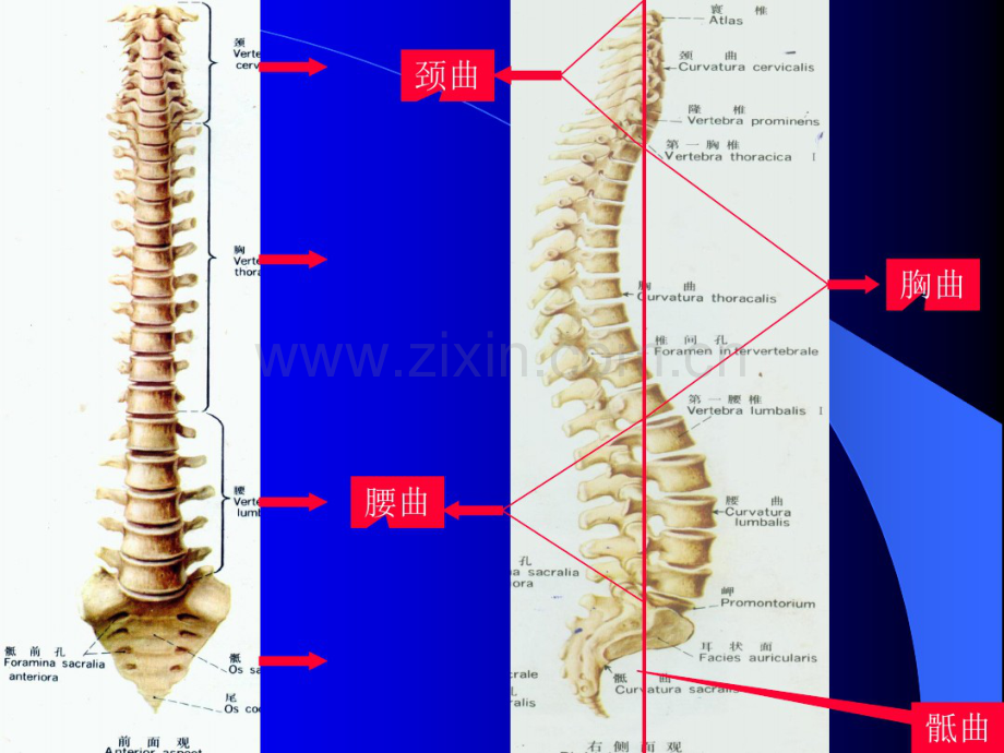 脊柱运动及生物力学.pdf_第3页