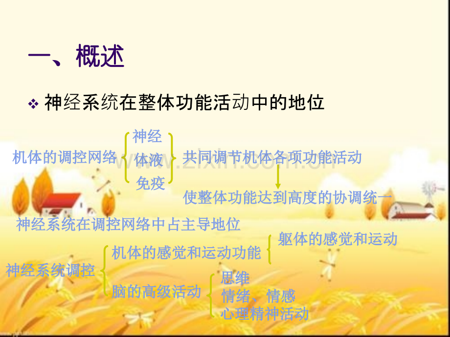 《生理学》神经系统.ppt_第2页