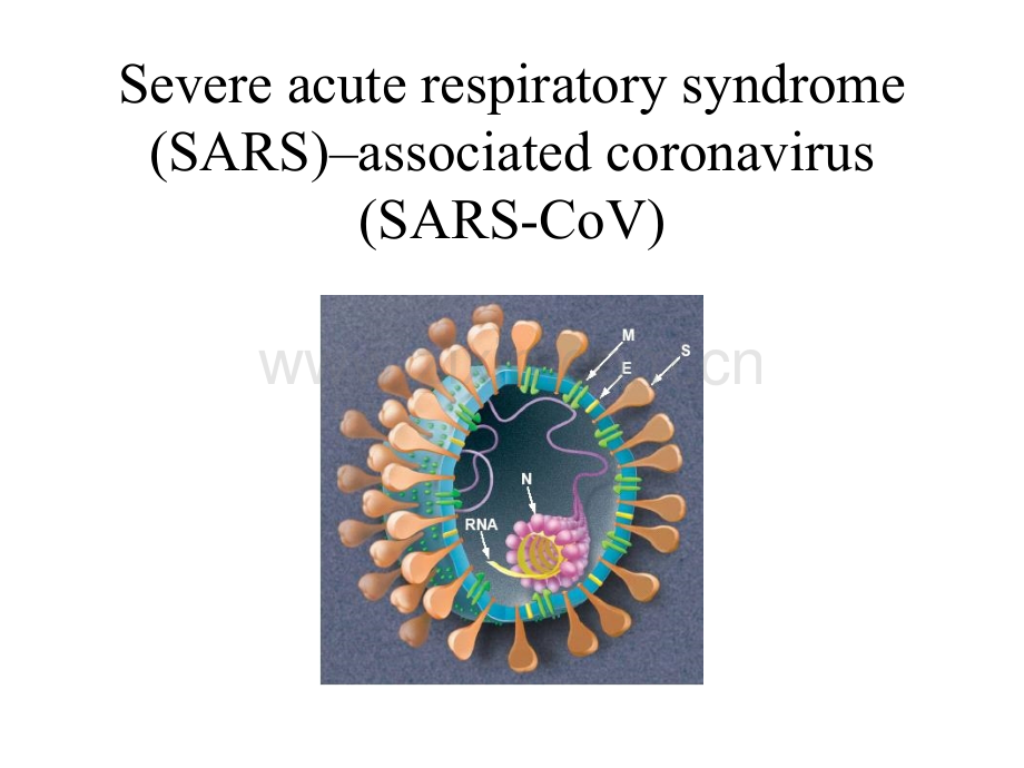 Severe-acute-respiratory-syndrome-(SARS)–associated-coronavirus-(SARS-CoV)(ppt文档).ppt_第1页