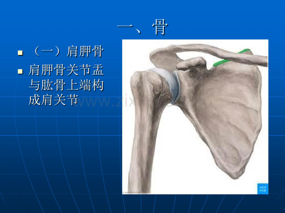 肩关节应用解剖(20190831201454).pdf_第3页