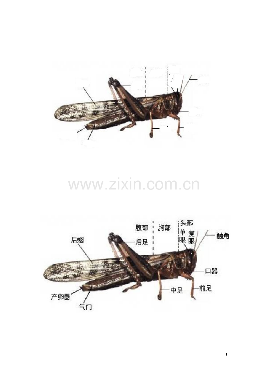 八年级上册生物图.doc_第1页