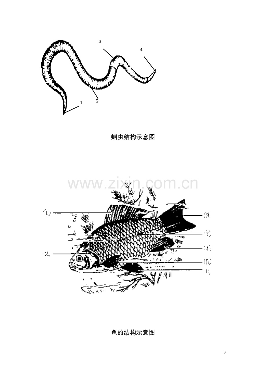 八年级上册生物图.doc_第3页