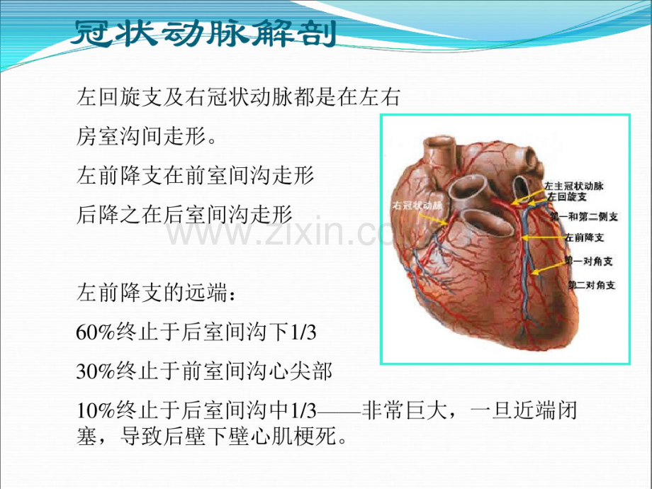 冠状动脉造影识图CCU.pdf_第3页