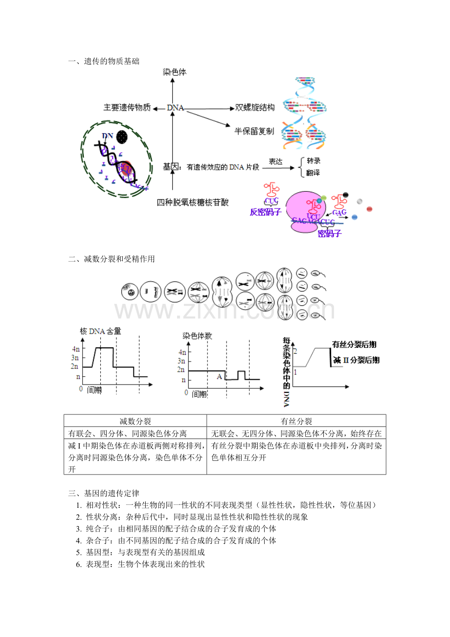 高一生物必修二复习内容及典型例题.doc_第1页