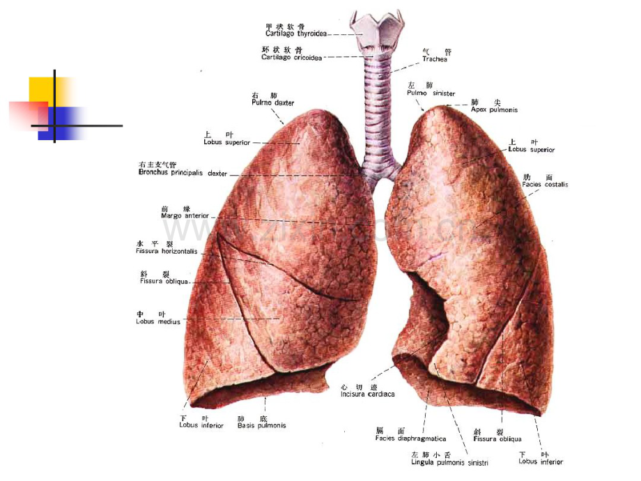 肺的应用解剖.pdf_第3页