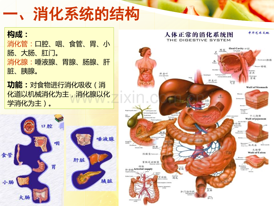 幼儿消化系统的保健.ppt_第3页