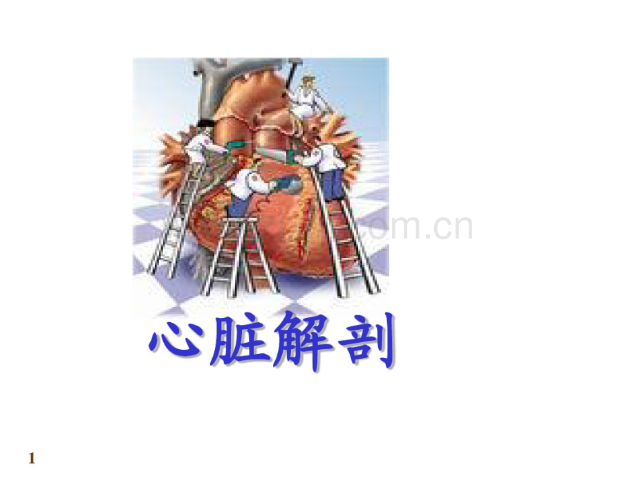 心脏解剖.pdf_第1页