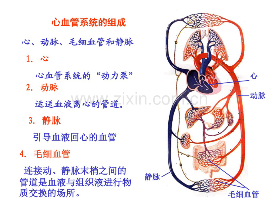 心脏解剖.pdf_第2页