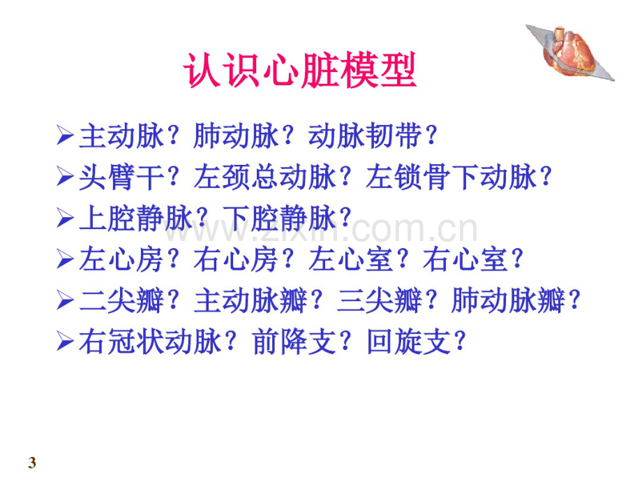 心脏解剖.pdf_第3页