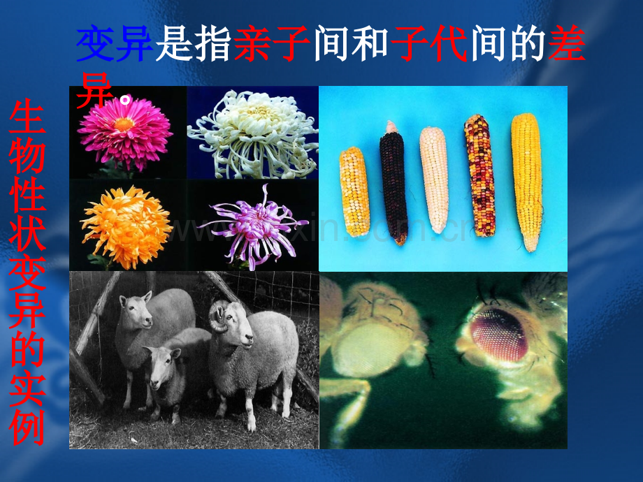 人教版生物的变异课件.ppt_第2页