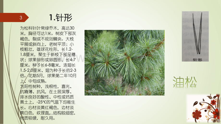 植物叶片全形集锦.ppt_第3页