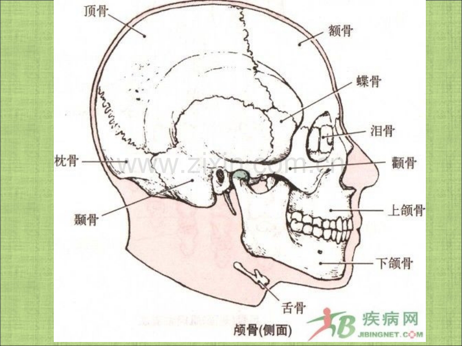 化妆基础第二章.ppt_第3页