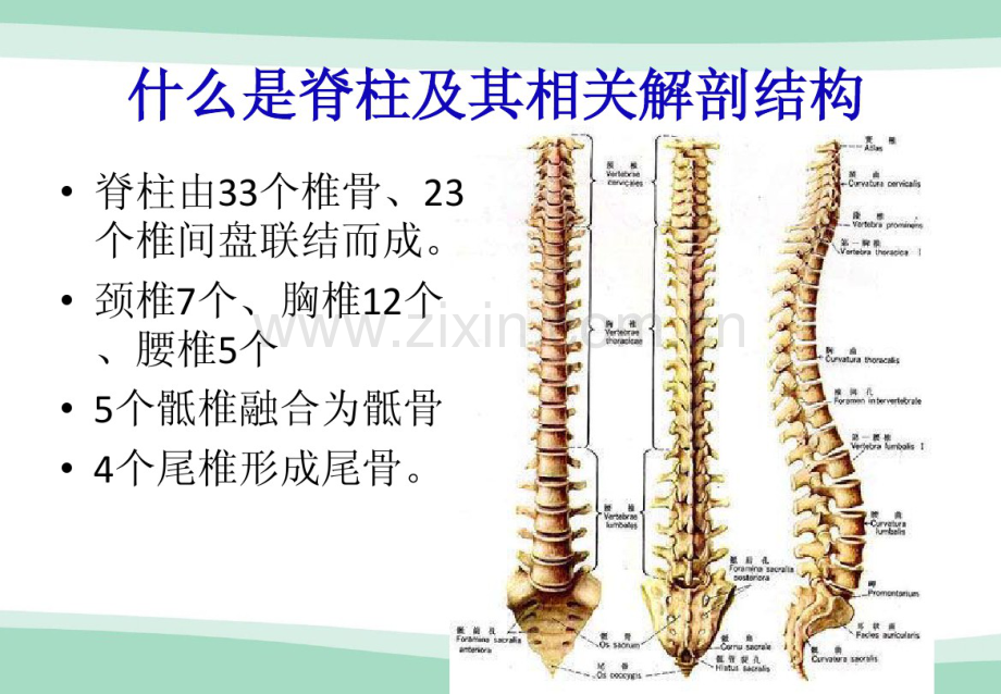 脊柱前路.pdf_第2页