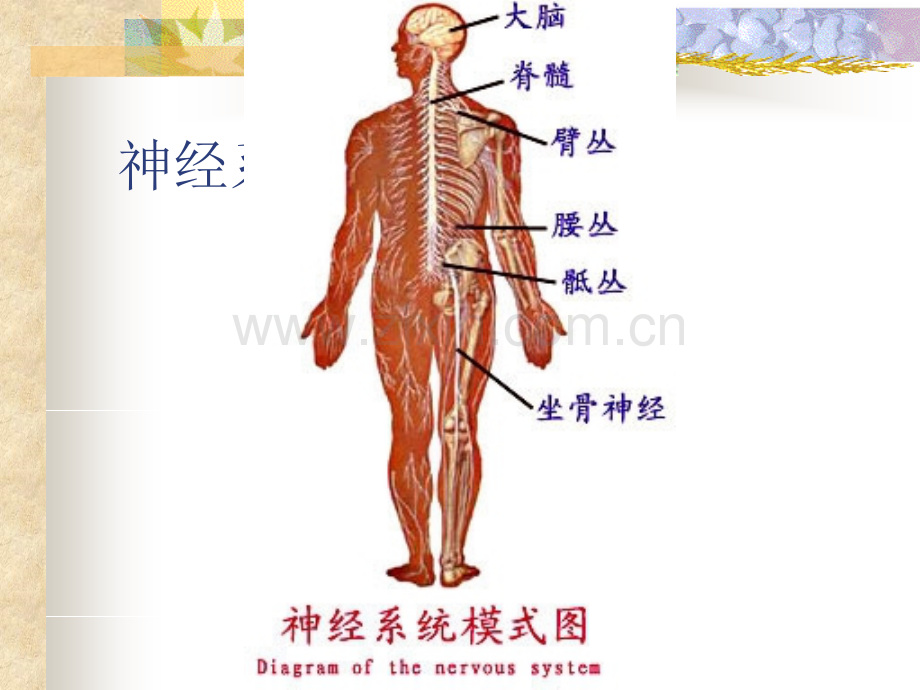 第十二章---神经系统解剖学.ppt_第2页