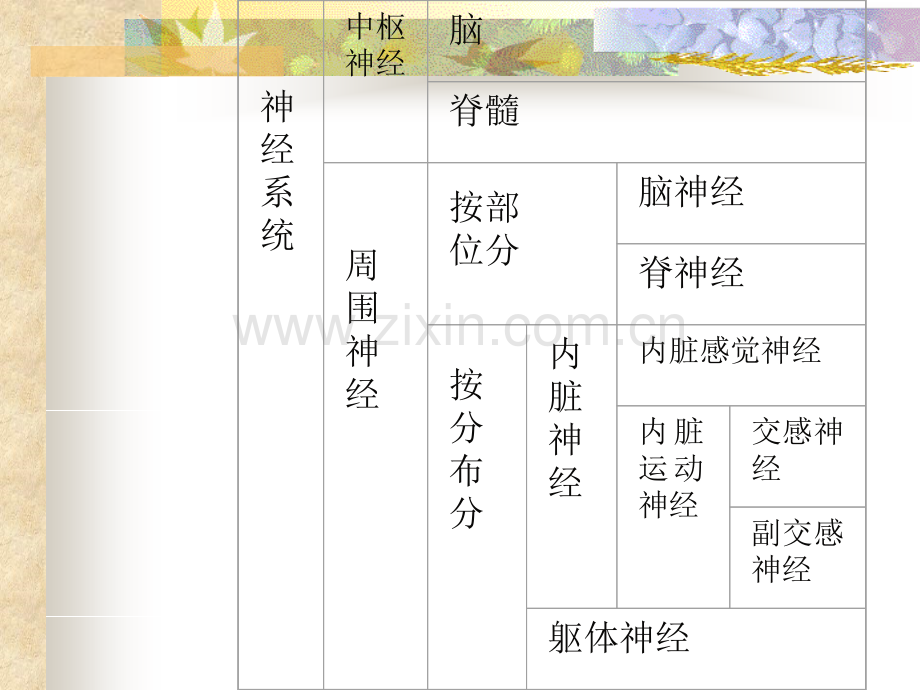 第十二章---神经系统解剖学.ppt_第3页