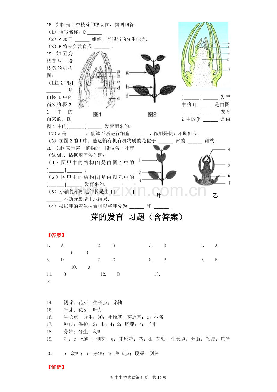 芽的发育-习题(含答案).docx_第3页