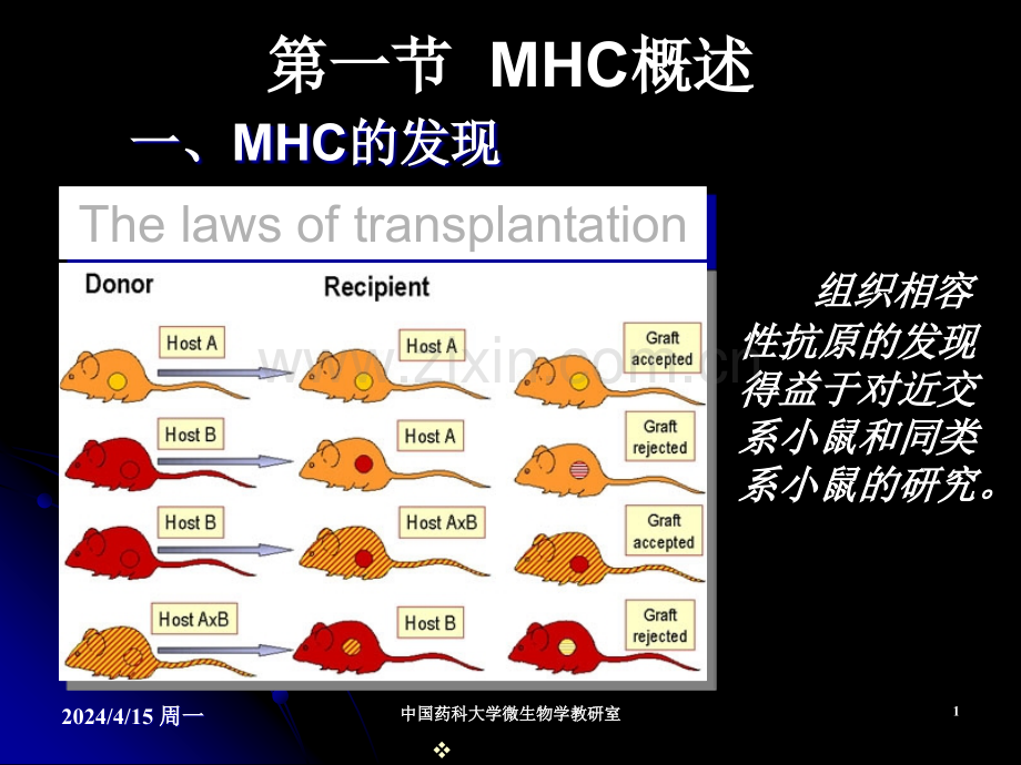 mhc免疫学.ppt_第1页