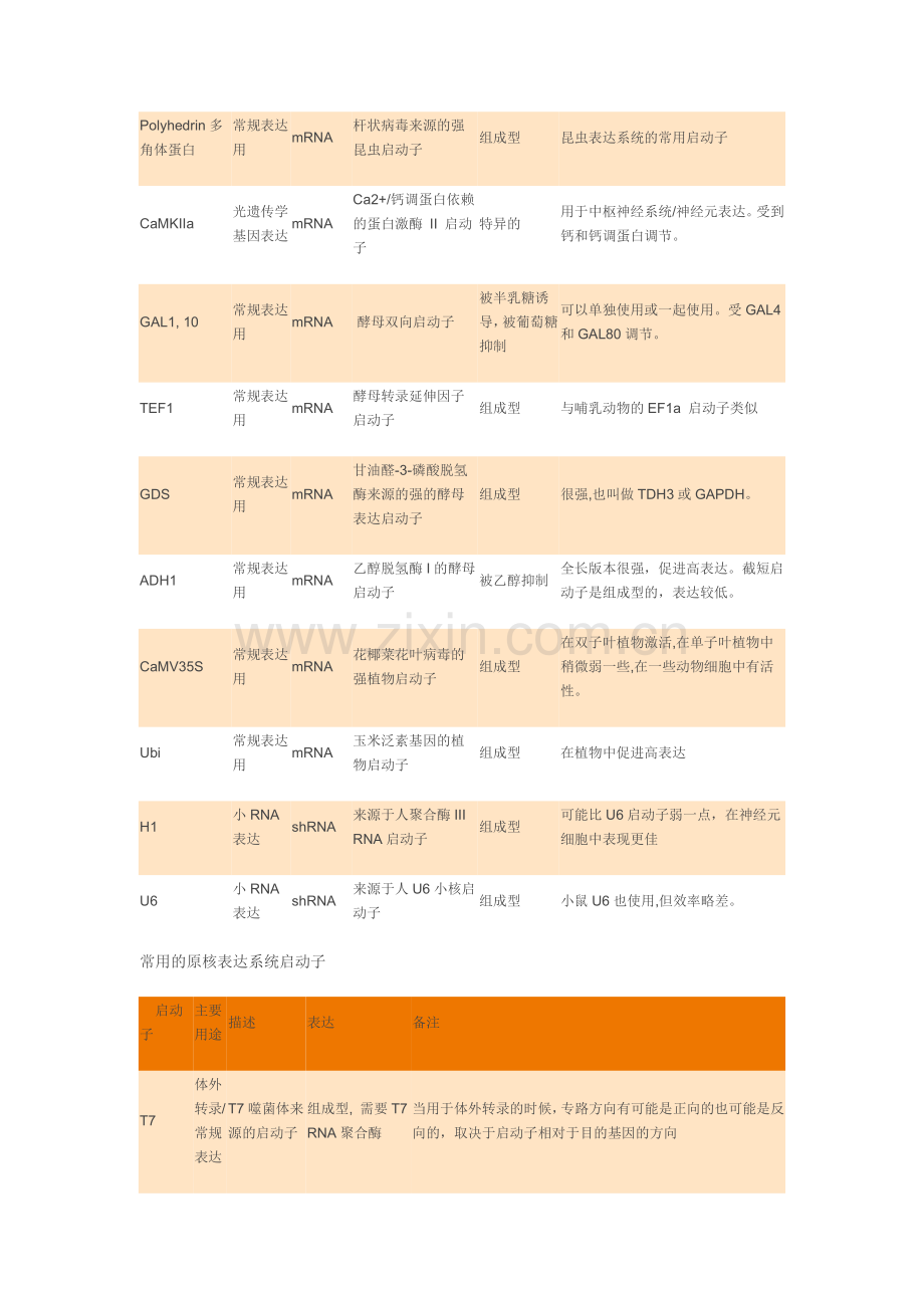 常见真核启动子及原核启动子特点.doc_第2页