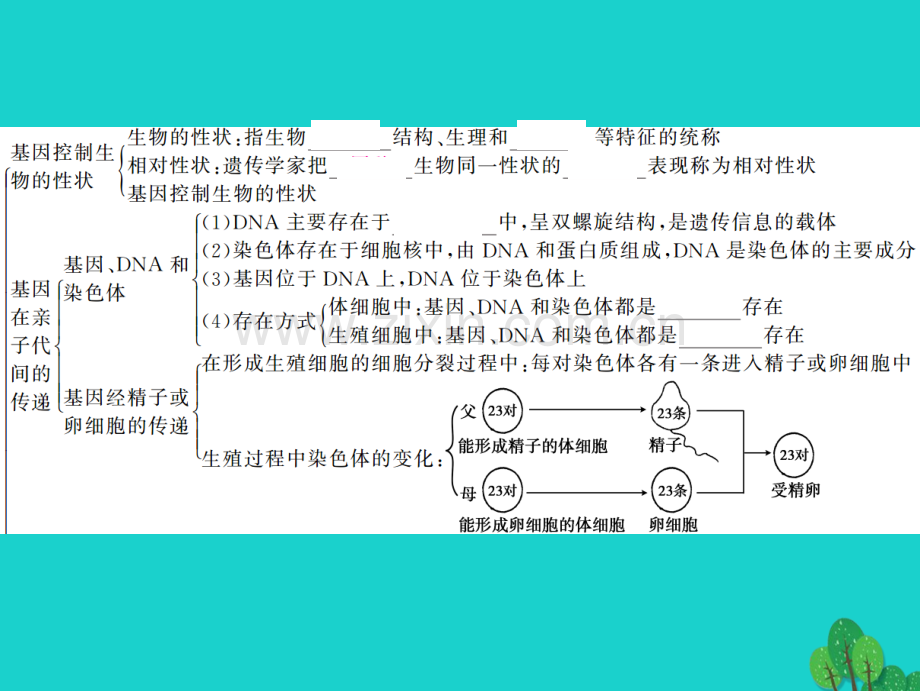 中考生物第一轮系统复习篇---生物的遗传和变异.pptx_第3页