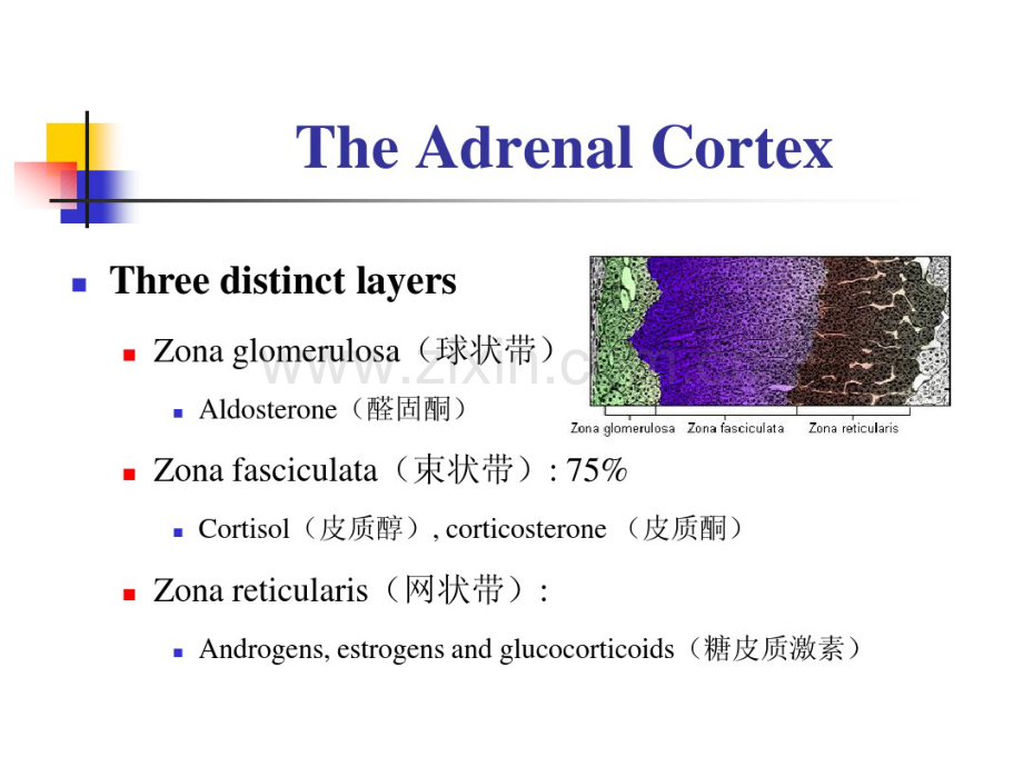 内分泌系统生理（三）.pdf_第3页