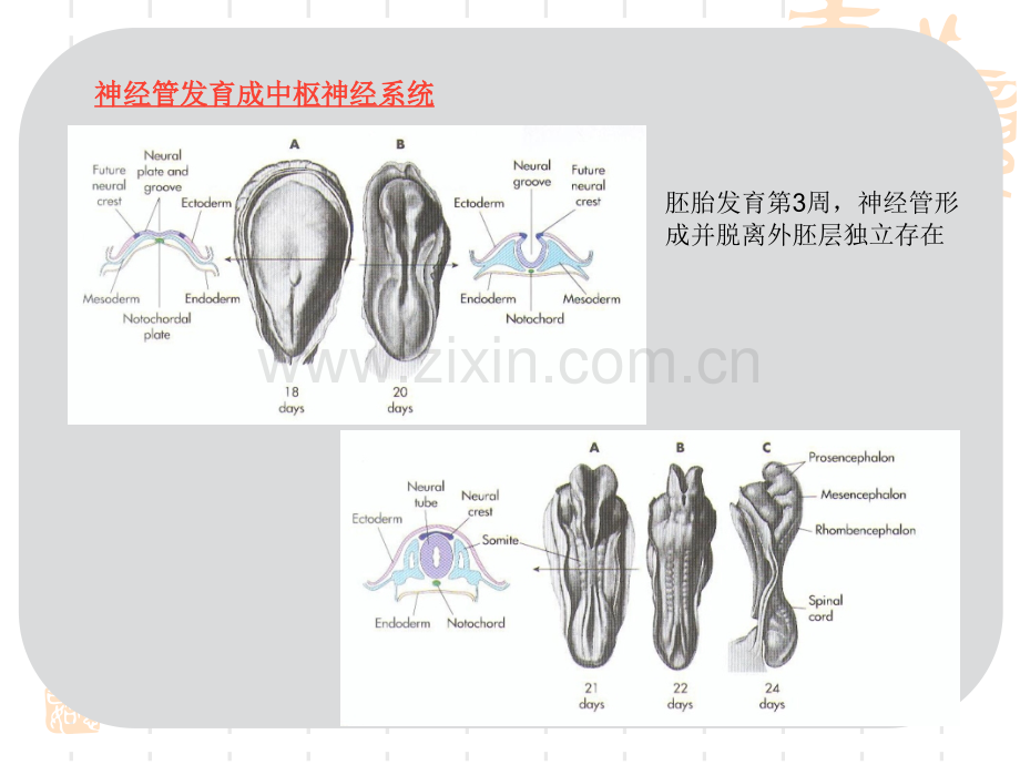 神经系统总论.pptx_第1页