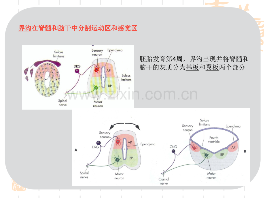 神经系统总论.pptx_第2页