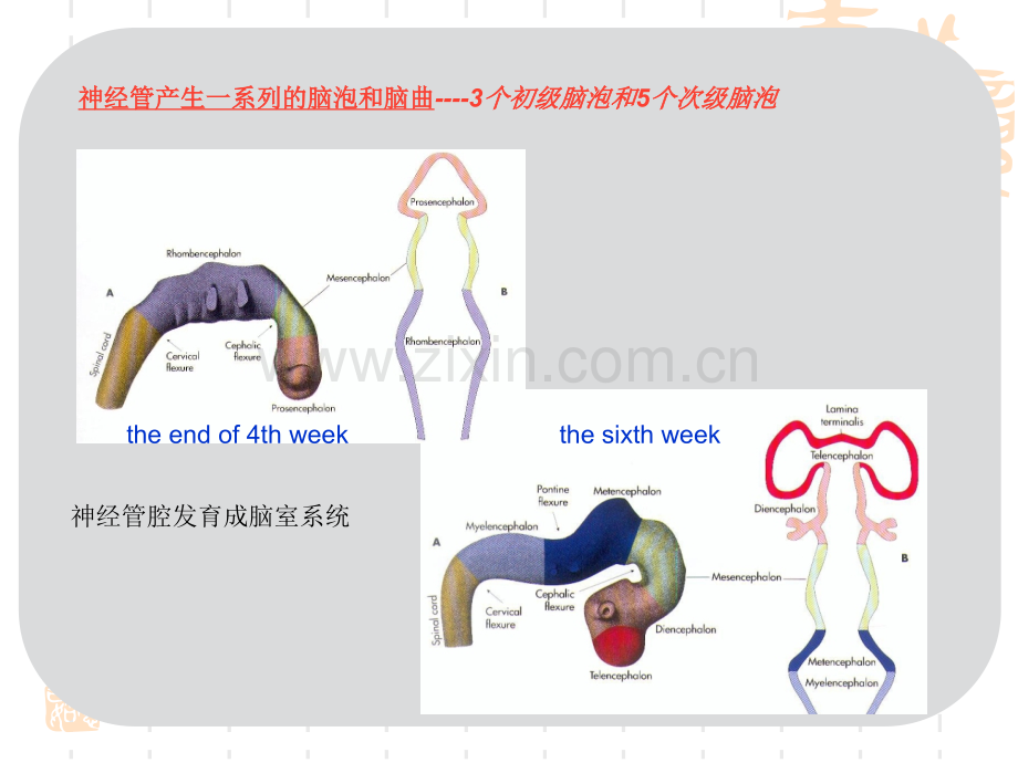 神经系统总论.pptx_第3页