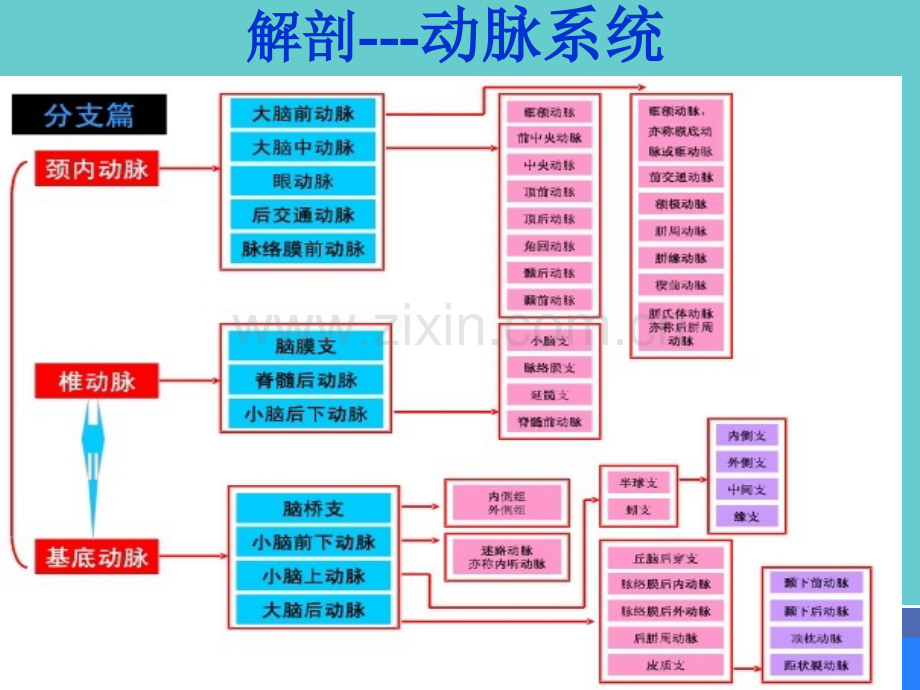 头颈部CTA.ppt_第3页