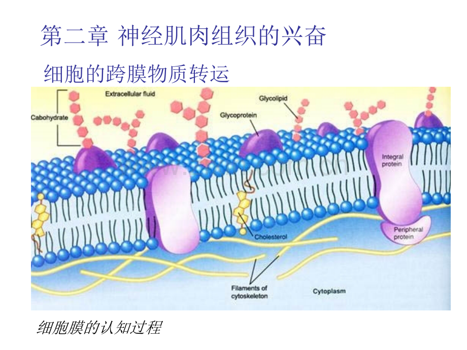 第二章1神经传导和神经肌接头.ppt_第1页