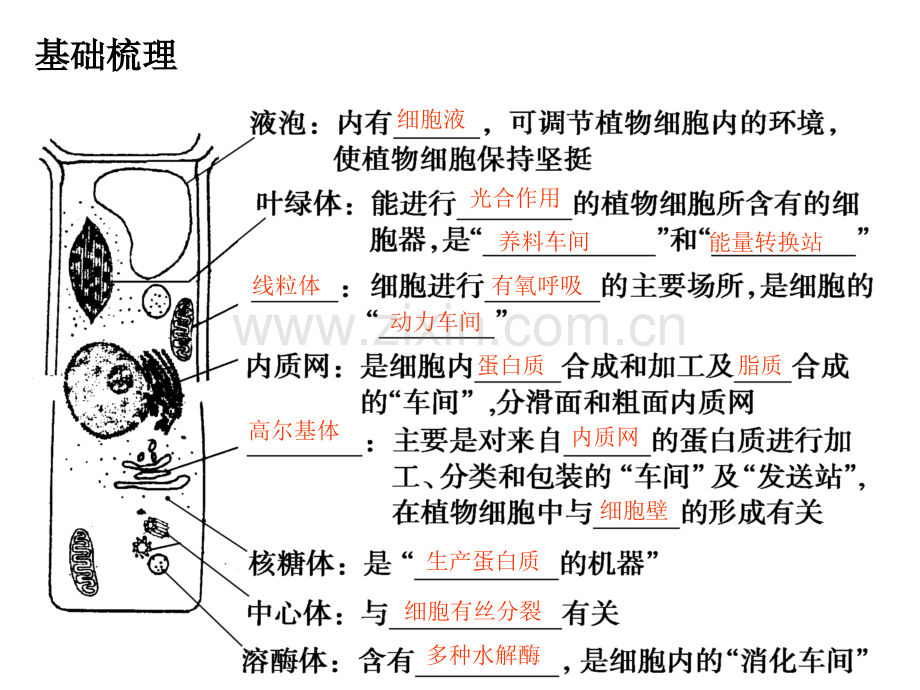 细胞器第一轮复习.pptx_第3页