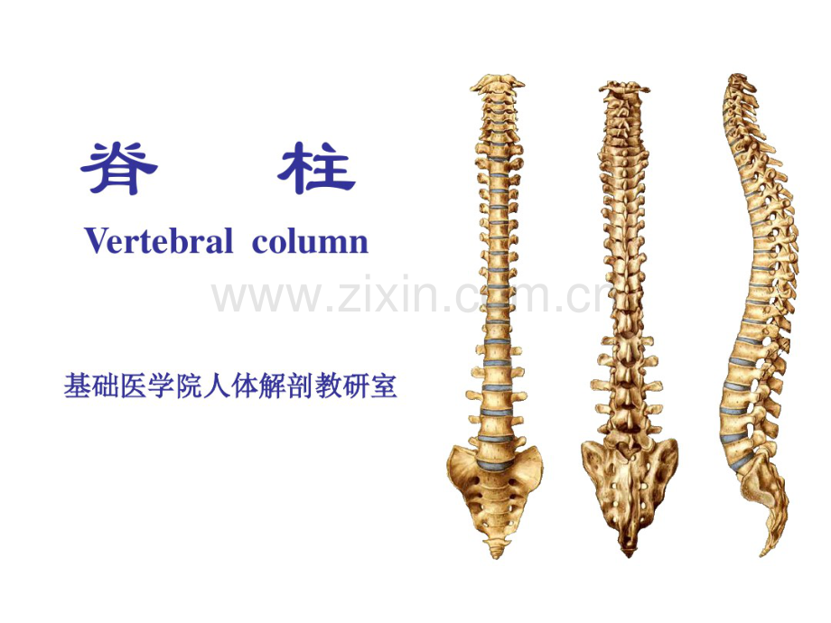 脊髓及脊柱临床应用解剖.pdf_第2页